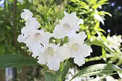 ×Chitalpa tashkentensis 'Morning Cloud'