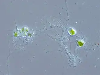 Хлорарахниофи­товые водоросли22 сентября 2016