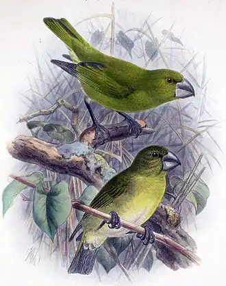 Большеклювая вьюрковая цветочница