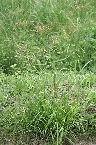 Общий вид дерновины