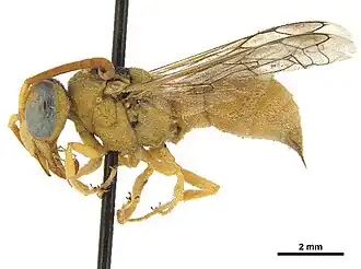 Chlorodynerus chloroticus