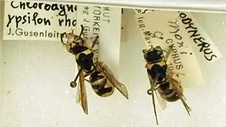 Chlorodynerus ypsilon