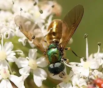 самец Chloromyia formosa