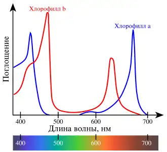 Оптический спектр поглощения хлорофиллов a (голубой) и b (красный)