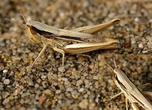 Белоокаймлённый Конёк (Chorthippus albomarginatus) песчаной окраски сидит на песке