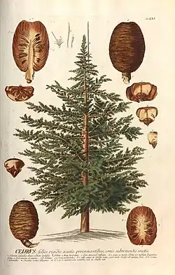 Ботаническая иллюстрация К. Я. Трева