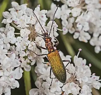 Зеленокрылки