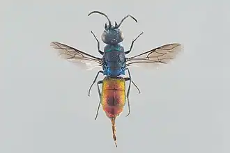 Chrysis borealis