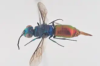 Chrysis impressa