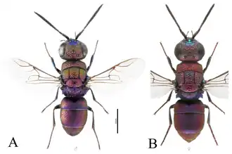 A — самец (голотип), B — самка (паратип).