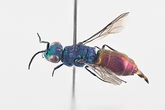 Chrysis solida