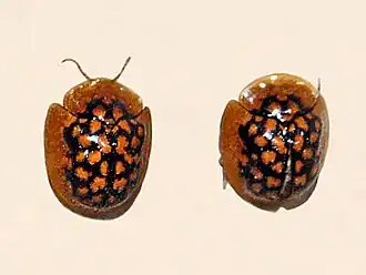 Chiridopsis punctata