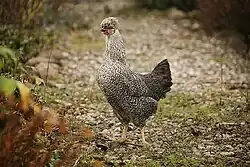 Украинская чубатая