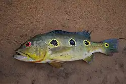 Cichla orinocensis