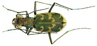 Cicindela arenaria viennensis