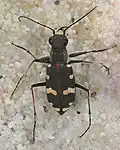 Скакун-межняк (Cicindela hybrida)
