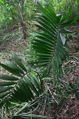 Oenocarpus mapora, Лорето