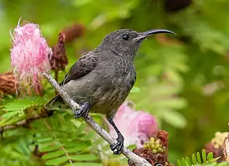 Самка сейшельской нектарницы