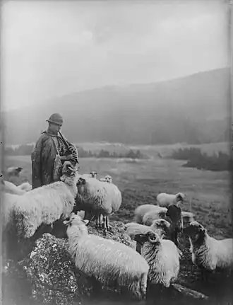Румынский чабан с флуером и отарой овецФото Эмил Фишер[рум.], 1930