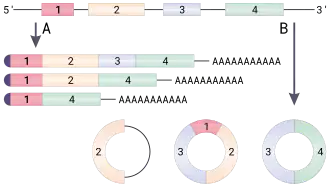 Кольцевые РНК12 декабря 2018
