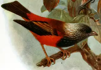 Пальмовая гавайская цветочница