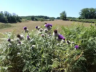 Взрослое растение в Центральной Франции