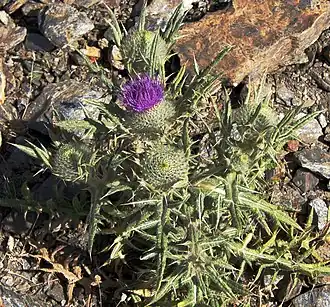 Cirsium vulgare