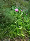 Бодяк разнолистный  (Cirsium heterophyllum)