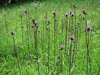 Бодяк разнолистный (Cirsium heterophyllum) — типовой вид рода Бодяк. Общий вид группы цветущих растений