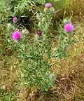 Бодяк обыкновенный  (Cirsium vulgare)