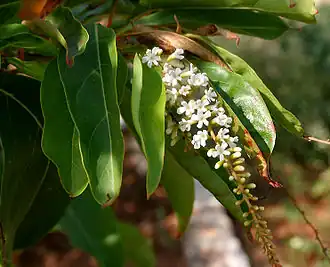 Цитарексилум колючий