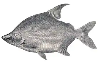 Обыкновенная цитарина