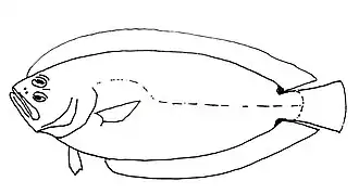 Citharoides macrolepis