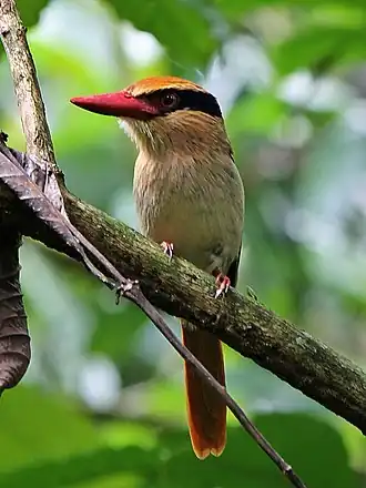 Синеухий зимородок (Cittura cyanotis)
