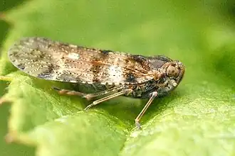 Носатка ребристая