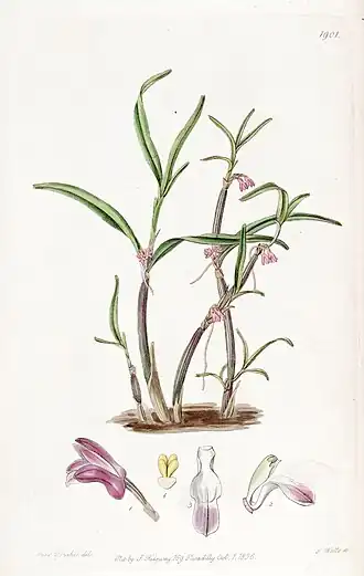 Scaphyglottis graminifolia— типовой вид рода.Ботаническая иллюстрация 1836 г.