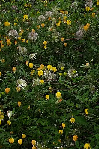 Общий вид цветущего растения