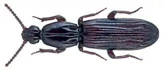 Clinidium marginicolle
