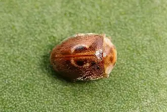 Clitostethus arcuatus