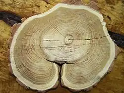 Открытая прорость на торце лесоматериала