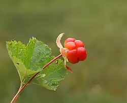 Зреющая ягода