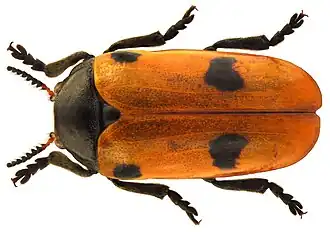 Листоед четырёхточечный (Clytra quadripunctata)