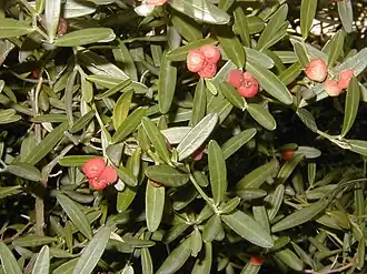 Cneorum tricoccon. Общий вид растения.