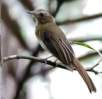 Бурогрудый мухоед (Cnipodectes subbrunneus)