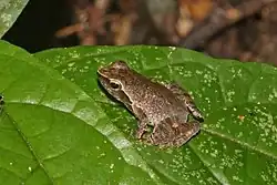 Phrynobatrachus plicatus