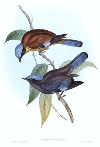 Пурпурная кохоа