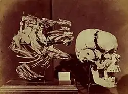 Льюис Кэрролл. Череп и плавники трески и череп человека, 1857