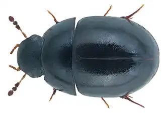 Coelostoma subditum