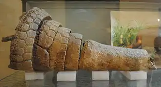 Кольца хвоста Neosclecalyptus