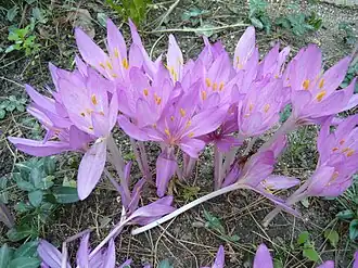 Безвременник осенний